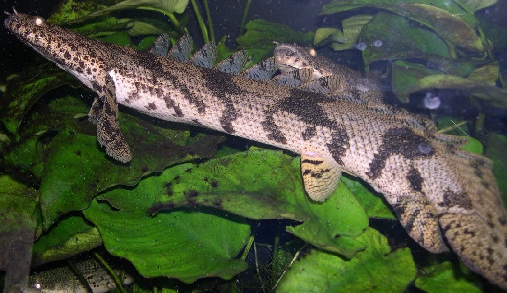 Polypterus endlicheri endlicheri